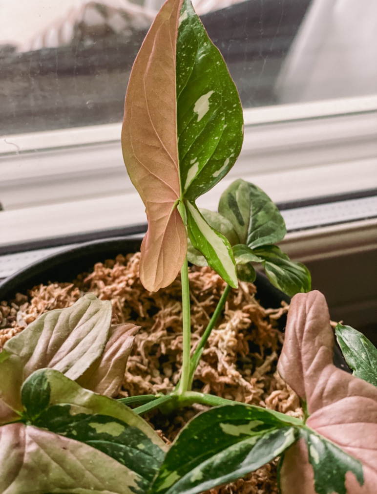 Syngonium Redspot Tricolor